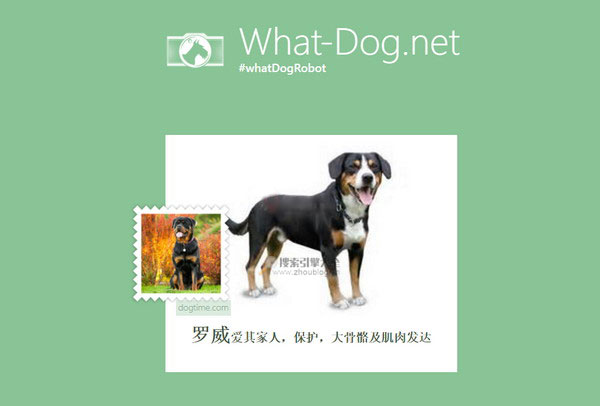 WhatDog:狗狗图片识图搜索网