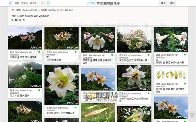 中国植物图像库搜索结果缩略图